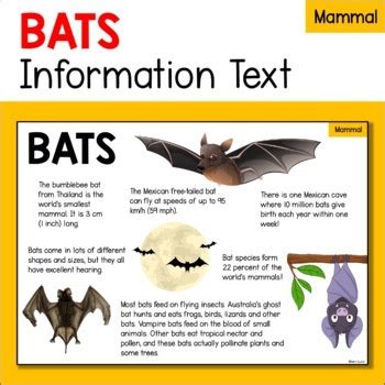 家裡飛進來蝙蝠|蝙蝠資訊站 Bats information about Taiwan